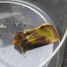 Burnished Brass Moth by oldjosh