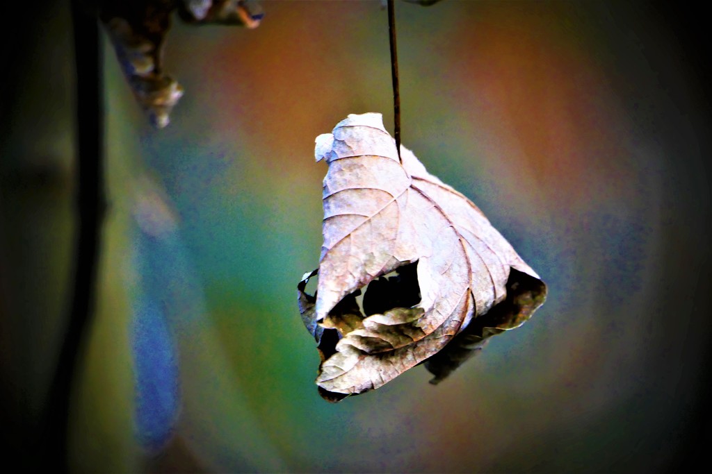 Hanging On by carole_sandford