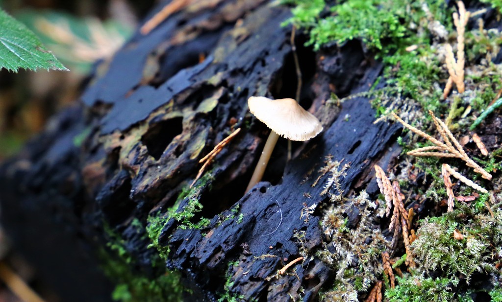 Lone Mushroom by phil_sandford