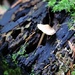 Lone Mushroom by phil_sandford