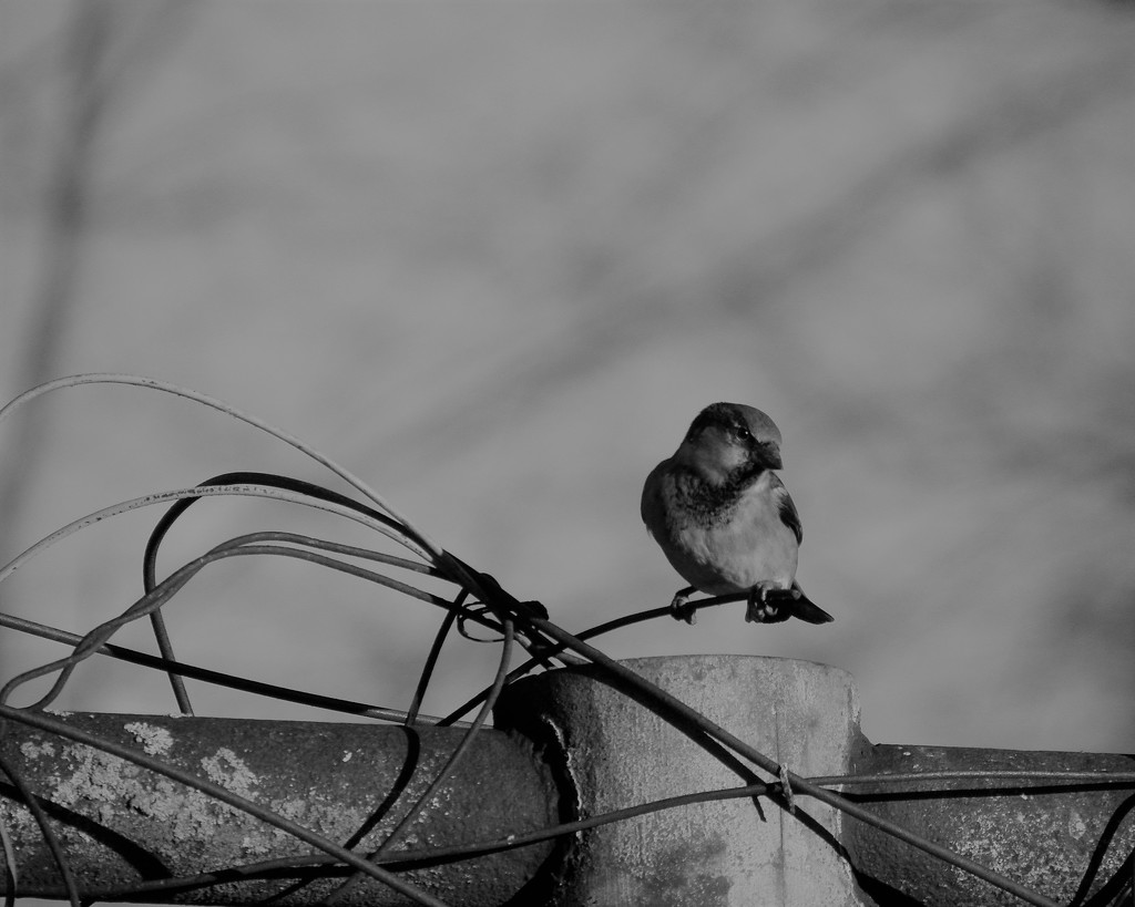 Lone Sparrow by daisymiller