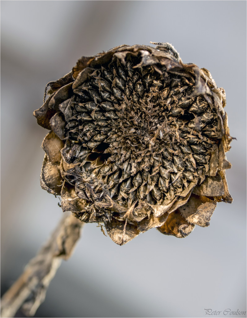 Dead Sunflower by pcoulson