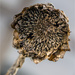 Dead Sunflower by pcoulson