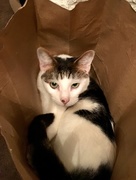 22nd Nov 2017 - Cat in a Bag!