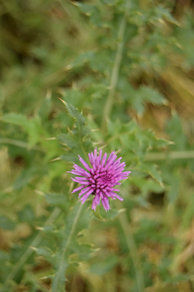 Thistle by dragey74