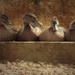 Sitting ducks by suzanne234