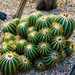 Cactus 2 by elisasaeter