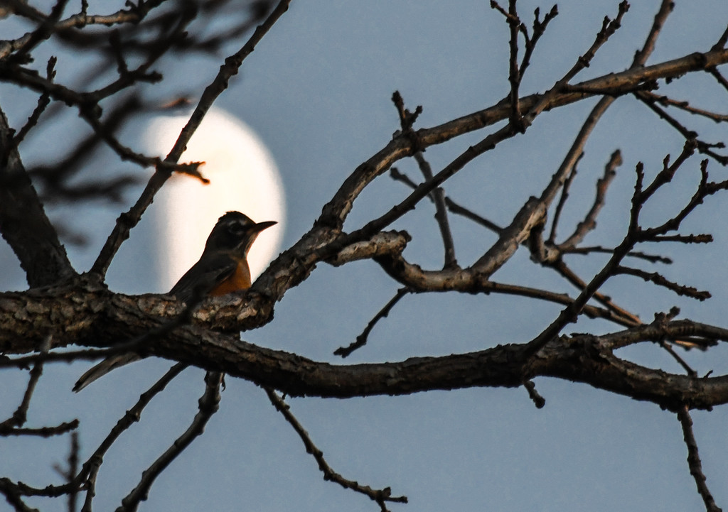 Robin Against Half Moon by kareenking