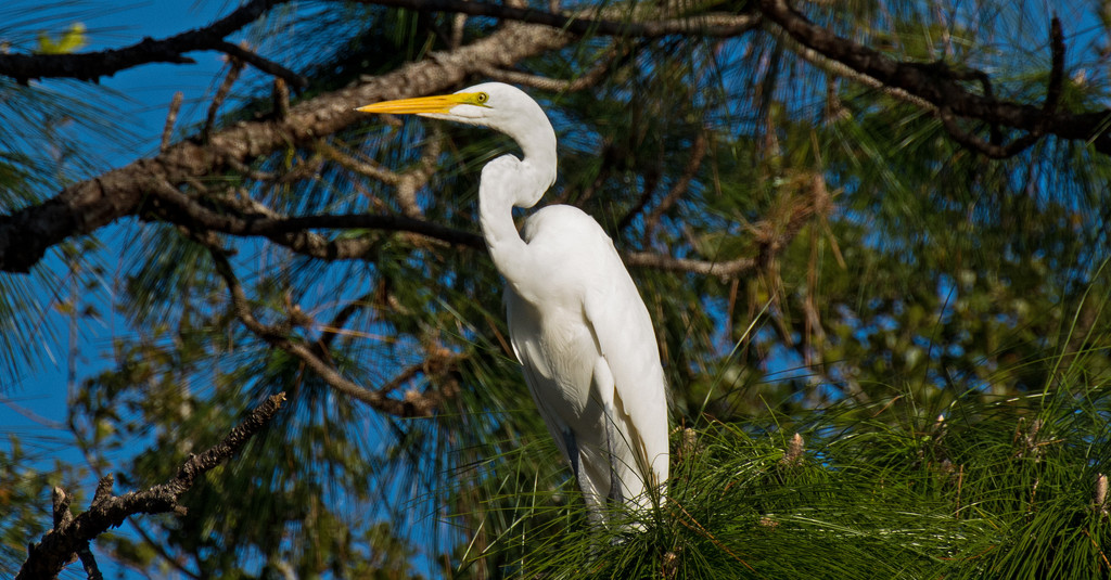 Egret in the Pines! by rickster549