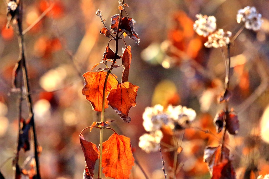 Autumn Amber by lynnz