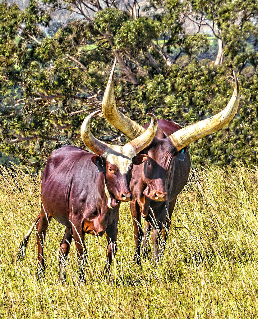 Nguni Cattle by ludwigsdiana