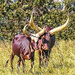 Nguni Cattle by ludwigsdiana