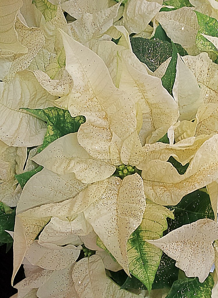 White Poinsettias by caitnessa