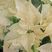White Poinsettias by caitnessa