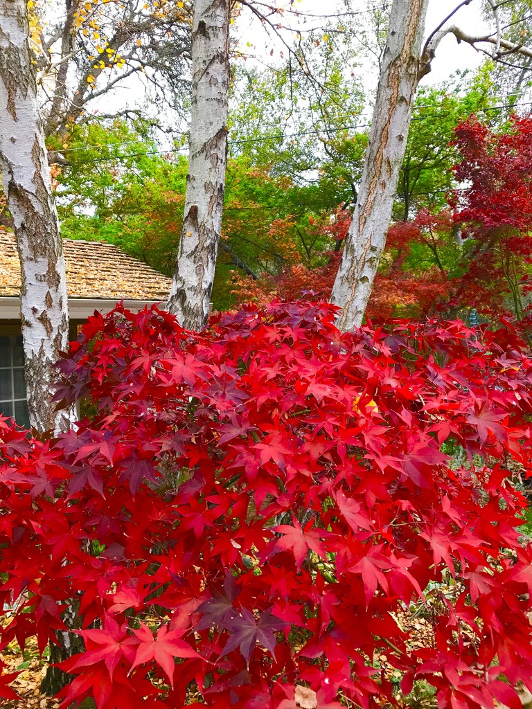 Warm Red Autumn by gardenfolk