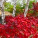 Warm Red Autumn by gardenfolk