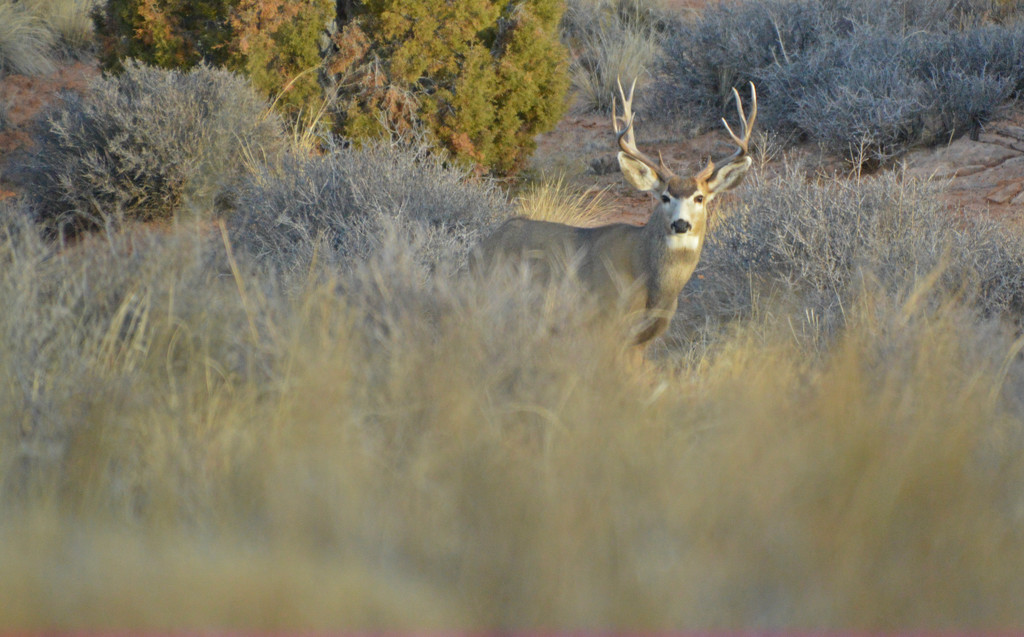 Buck in the brush. by bigdad