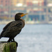 Cormorant  by seattlite