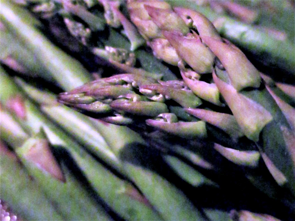 Asparagus by granagringa