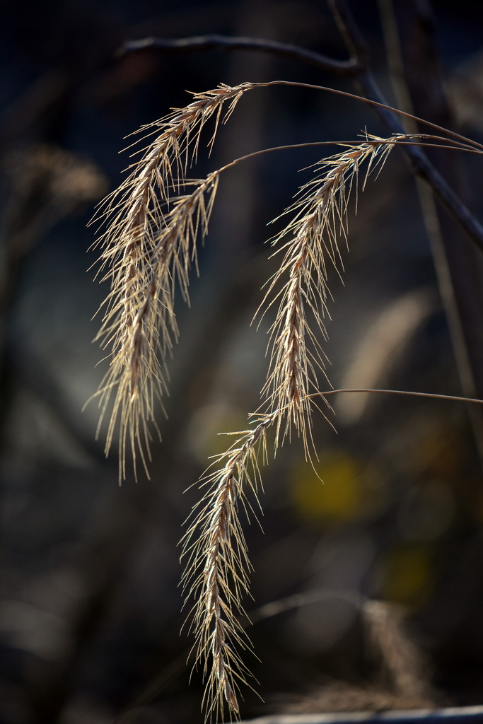 Afternoon Grass by jayberg