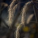 Afternoon Grass by jayberg
