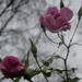 These roses are still flowering.. by snowy