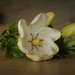 Gardenia by rustymonkey