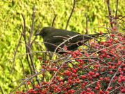 26th Nov 2017 - The blackbirds are feasting on these berries.