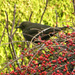 The blackbirds are feasting on these berries. by snowy