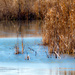 Prairie Pond by rminer