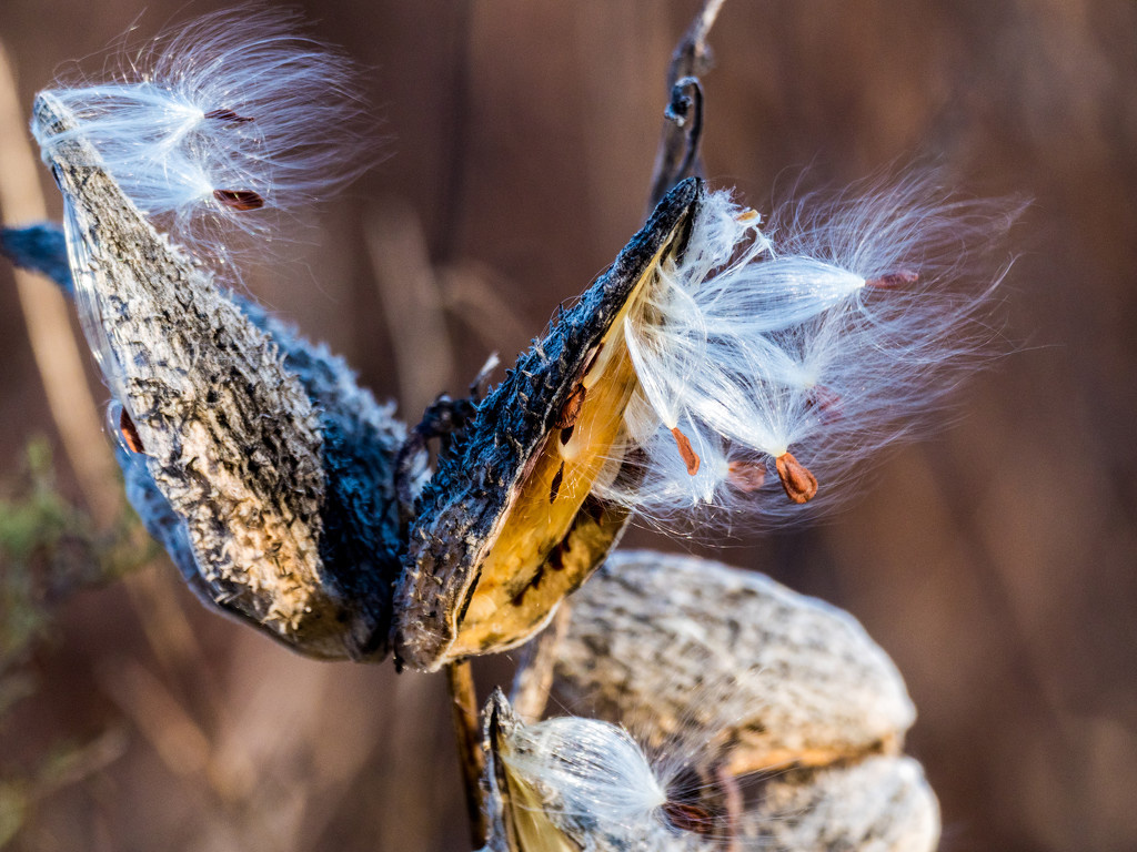 Milkweed Seeds in the wind by rminer
