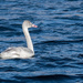 Swan Wide Landscape by rminer