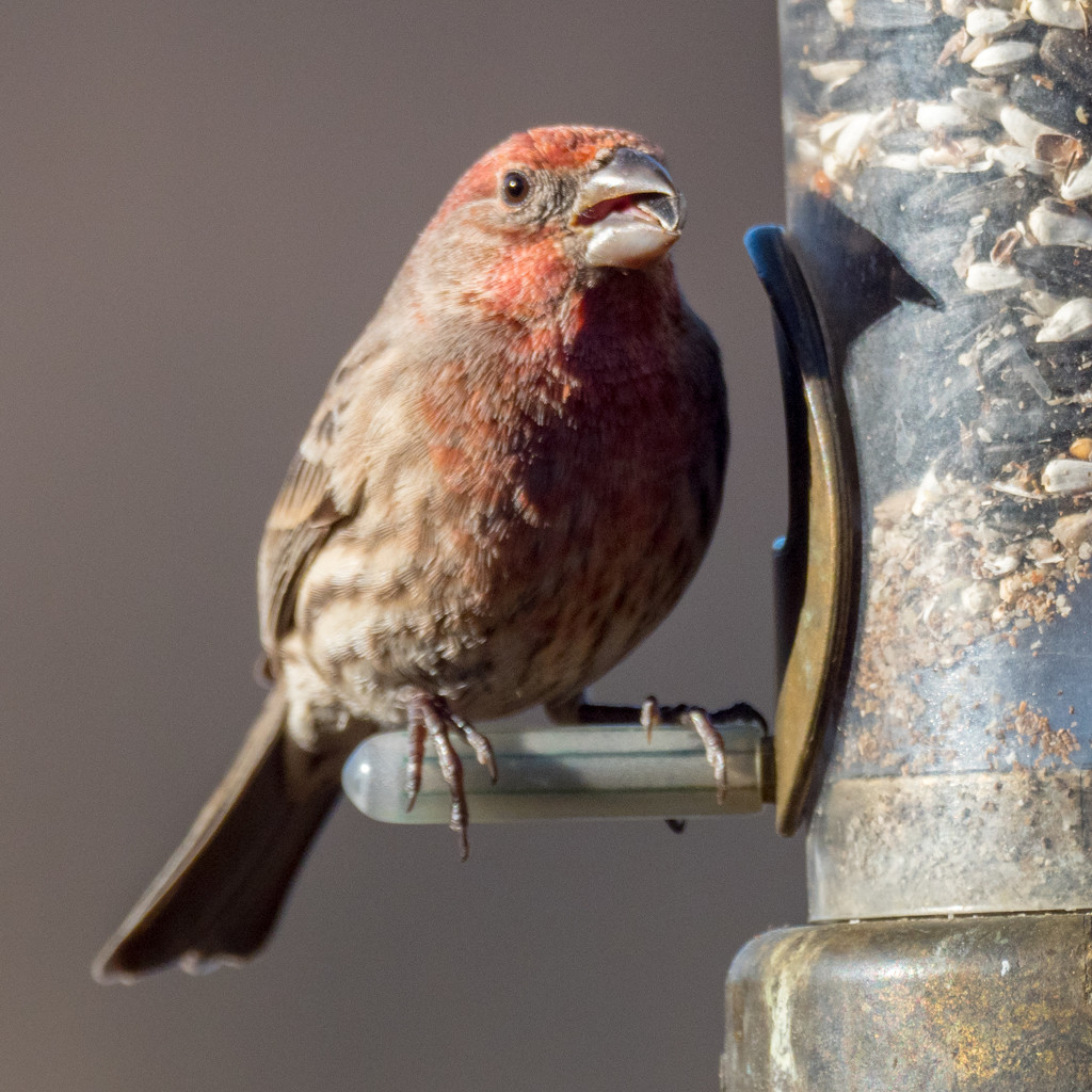 House Finch by rminer