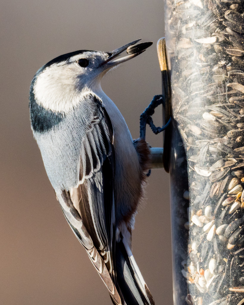 Nuthatch by rminer