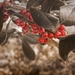 Holly Berries by suzanne234
