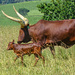 Nguni Mum and calf....... by ludwigsdiana