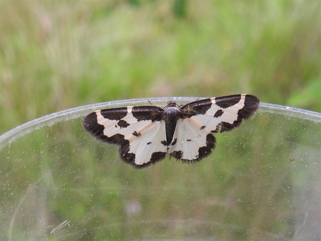 Clouded Border Moth by oldjosh