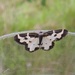 Clouded Border Moth by oldjosh