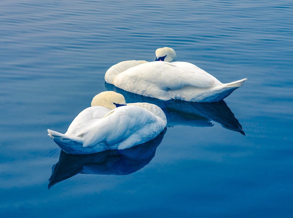Swans Sleeping by davidrobinson