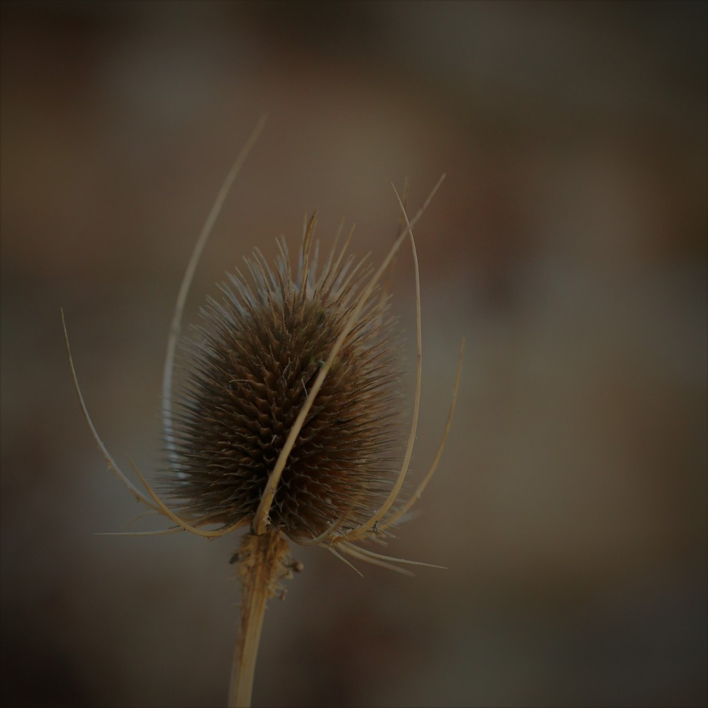 Teasel Tuesday by motherjane