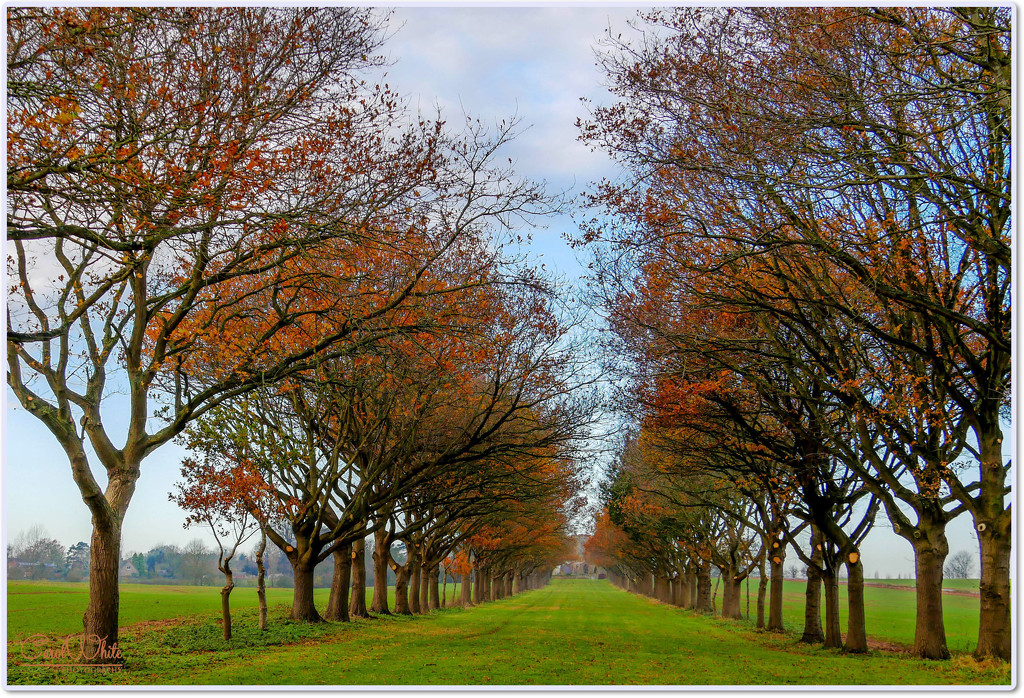Autumn Avenue Of Trees by carolmw