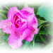 Rainkissed Rose by carolmw
