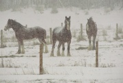 28th Nov 2017 - Horses in Snow