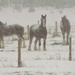 Horses in Snow by radiogirl