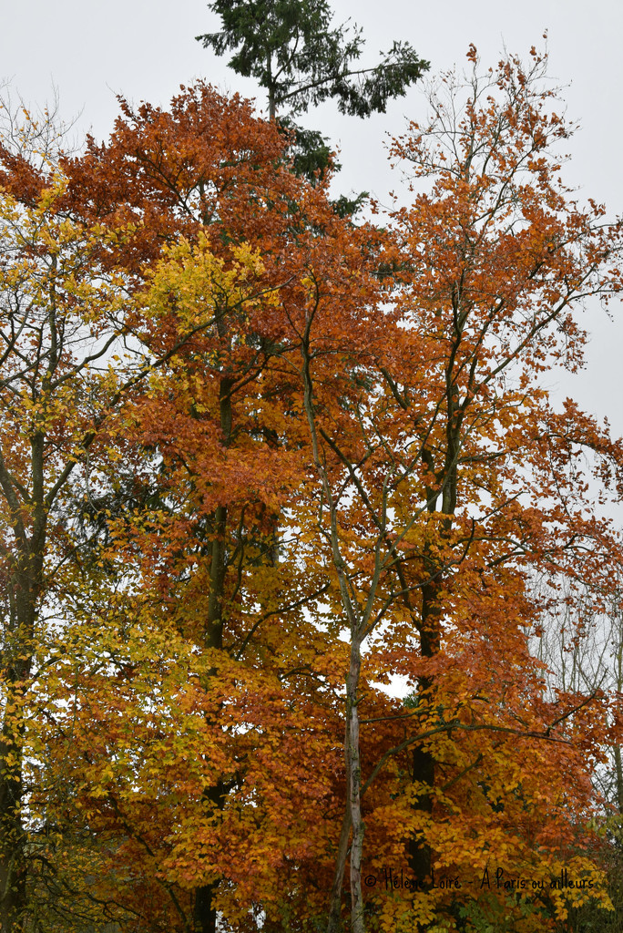 Autumn's colors by parisouailleurs