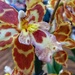 Orchid by craftymeg