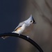 Tufted Titmouse by berelaxed