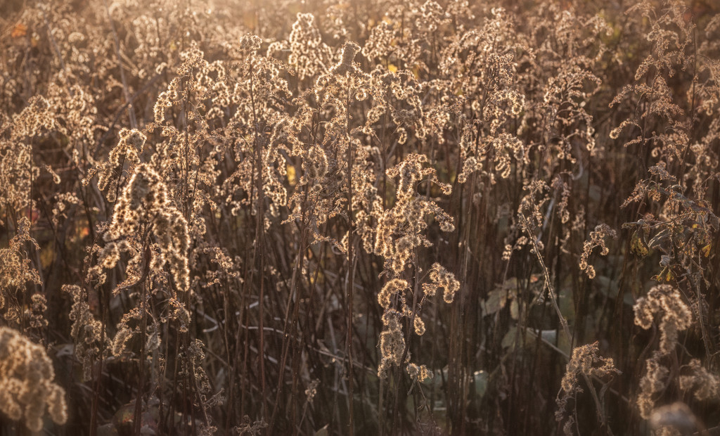 A Sea of Seedheads by fbailey