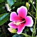 Pink Hibiscus ~ by happysnaps