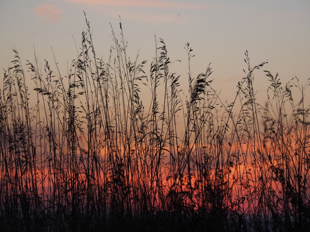 Grasses and Sunrise by selkie
